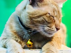 -李小姐の猫咖啡馆(五角场店)