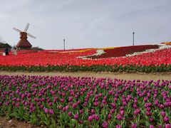 -杭州湾海上花田景区