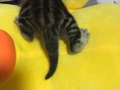-纳吉亚猫专科动物医院博雅分院
