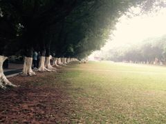 -中山大学学者灵芝(园南路店)