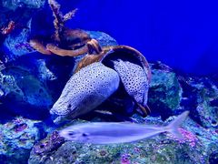 -巧克力渔家.小船海鲜家常菜(万平口店)