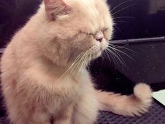 -more than meow吴止猫主题餐厅(承德 中船汇店)