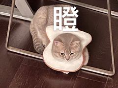 -爱诺耐芙动物医院(万博店)