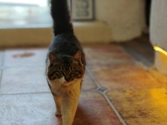 -Sirena海妖日咖夜酒