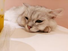 -浣熊柯尔鸭土拨鼠·电玩咖
