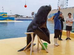 -秦皇岛乐岛海洋王国