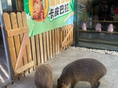 -廊坊固安福朋喜来登酒店