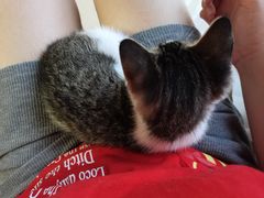 -宠颐生宠物医院·心肾内科·猫专科诊疗中心宠巢店