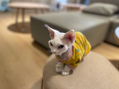 -猫腻·猫咖·撸猫馆(星光大道店)