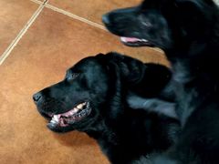 -Again Coffee Roaster(香蜜湖店)