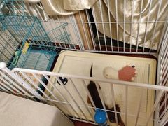 -翊宠yipet猫狗购宠庄园犬舍•猫舍