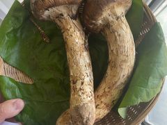 松茸-鲜菌江湖正宗野生菌火锅