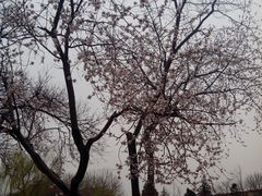 -丰台花园