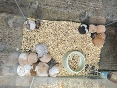 -青石桥花鸟鱼虫市场(叠翠城店)