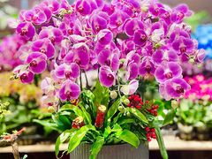 -双季花艺园艺市场(浦东店)
