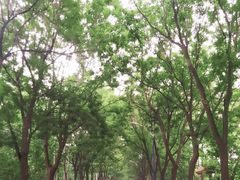 -御林古桑园