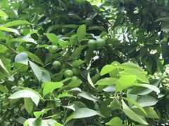 -呀路古热带植物园