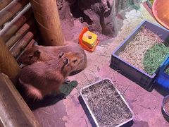 -正佳雨林生态植物园