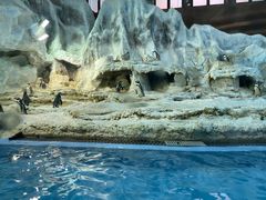 -帝企鹅自助餐厅•儿童岛•真企鹅(长隆企鹅酒店)