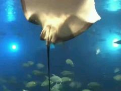 -瑞德姆美人鱼海底演艺主题餐厅(亚龙湾店)