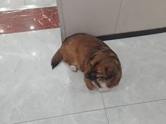 -瑞鹏宠物医院·超声·骨科·奇麟分院(蜀都万达店)