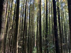 -山王坪喀斯特国家生态公园