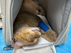 -纳吉亚猫专科动物诊疗中心(蒋宅口分院)