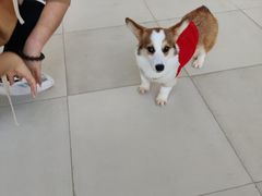 -怪兽屋·羊驼·猫咖·狗咖(俊华广场店)