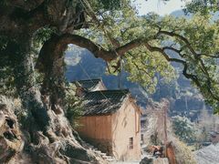 -杨家堂村