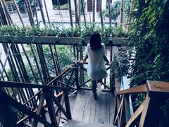 -Rainforest