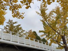 -大兴滨河森林公园