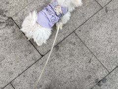 -汪说·狗咖(旺城大厦店)