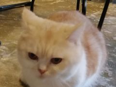 -猫猫幼稚园·撸猫·桌游·电玩
