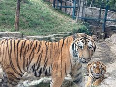 -大连森林动物园