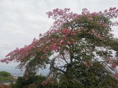 -风云岭森林公园