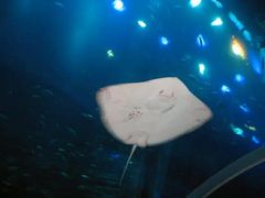 -迪拜水族馆及水下动物园