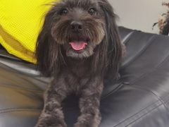 -帕帕拉兹宠物(亚洲旗舰店)