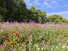 -上海共青森林公园