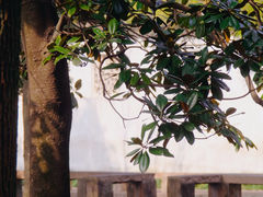-西园寺