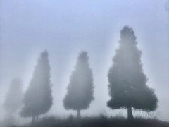 -武陵山森林公园