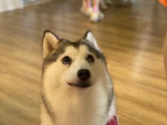 -Husky Go! 哈士奇体验馆·宠物咖啡厅狗咖