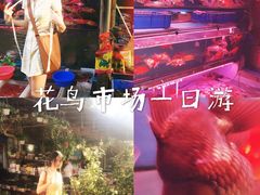 -桂林市花鸟市场