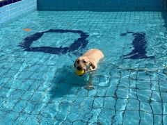 -趣玩宠物乐园寄养训犬训狗游泳池