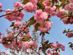 -绵阳盛世樱花悠乐谷