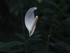 -广州兰圃