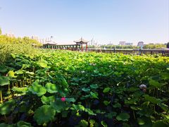-莲花池公园