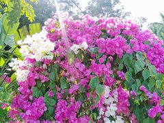-莲花山公园