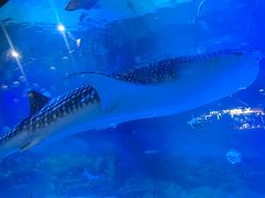 -烟台海昌鲸鲨海洋公园