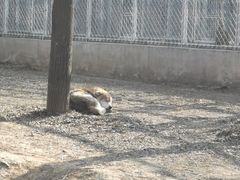 -石家庄市动物园