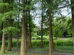 -上海共青森林公园